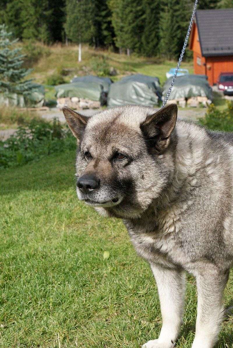 10 Dog Breeds That Share DNA Secrets With Wolves, Foxes Or Dingoes 7 Norwegian Elkhound