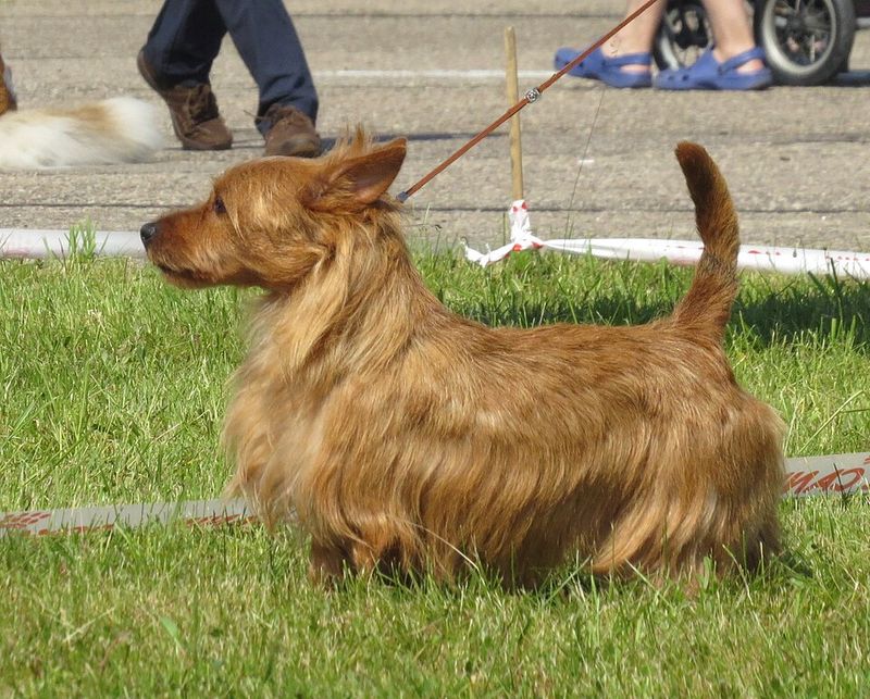 Australian Terrier
