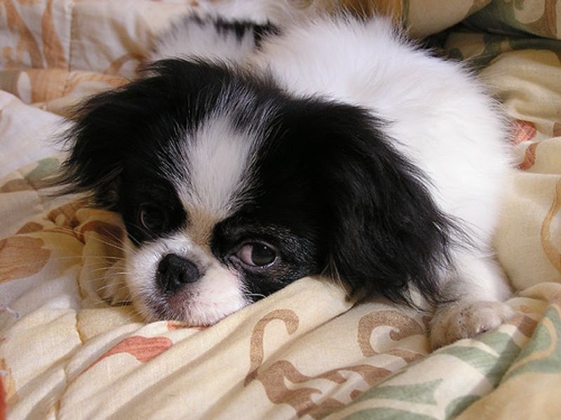 Japanese Chin