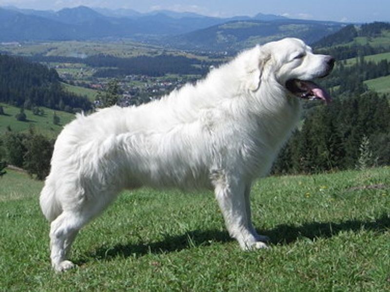 Polish Tatra Shepherd Dog
