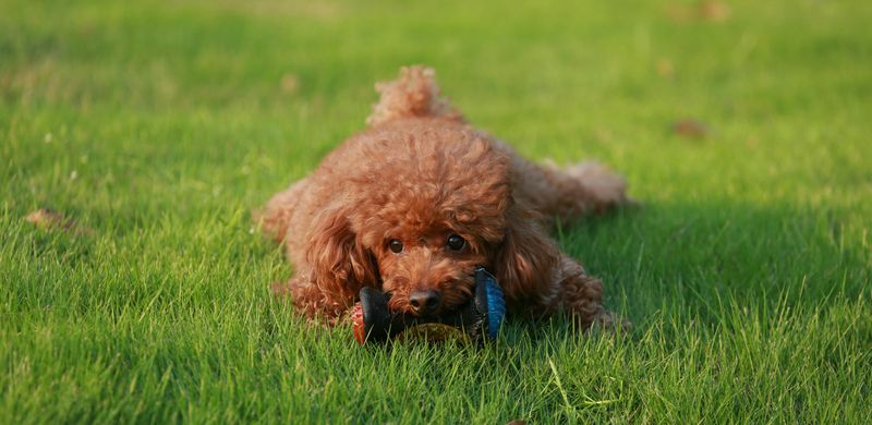25 Small Dog Breeds Beginners Can Confidently Handle 11 Toy Poodle