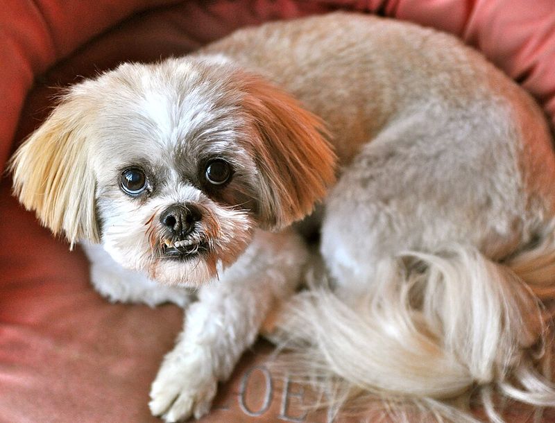 27 Compact Dog Breeds That Stay Close and Loyal to Their Families 16 Lhasa Apso