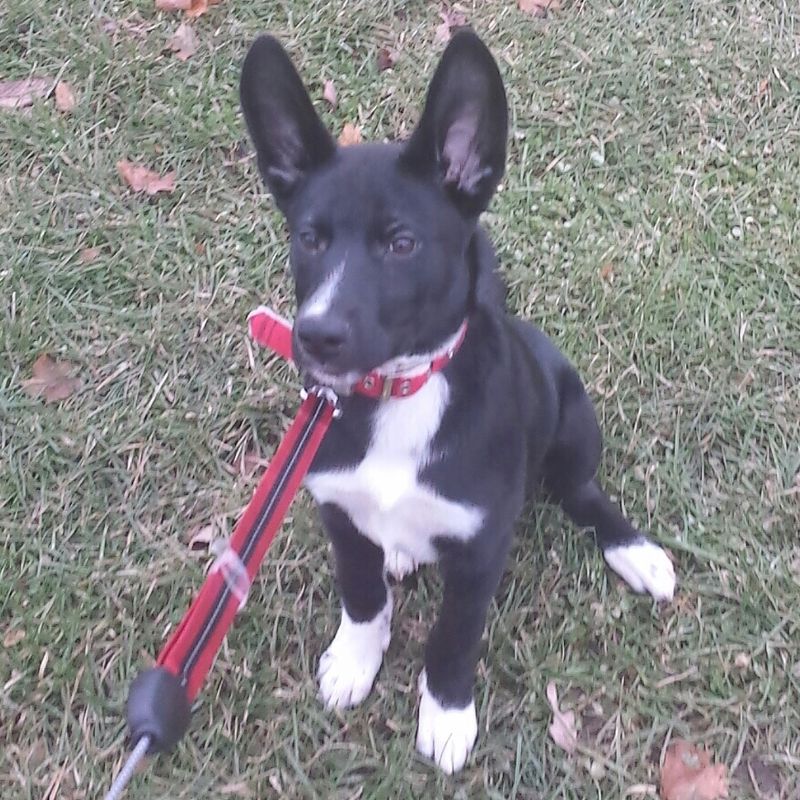 Sheprador