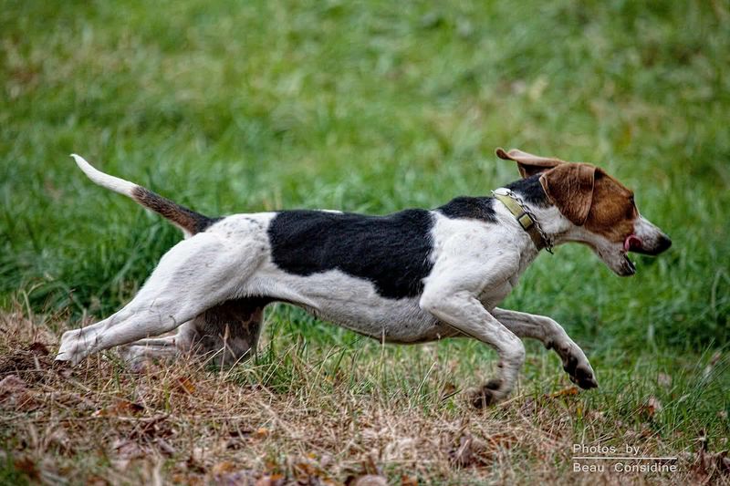 The dog everyone scrolls past could be exactly the companion they've been searching for 6 American Foxhound