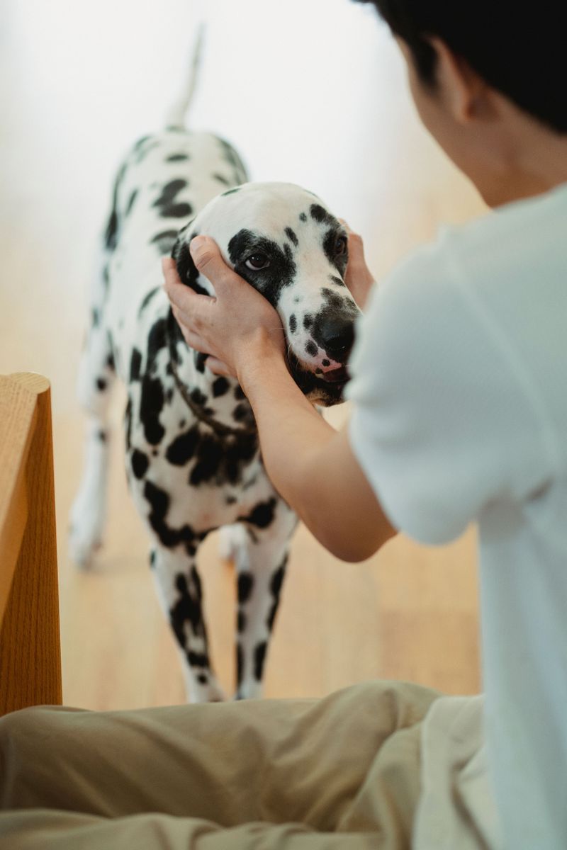 If your dog does these 10 things, you've earned something special 10 Looks for physical contact