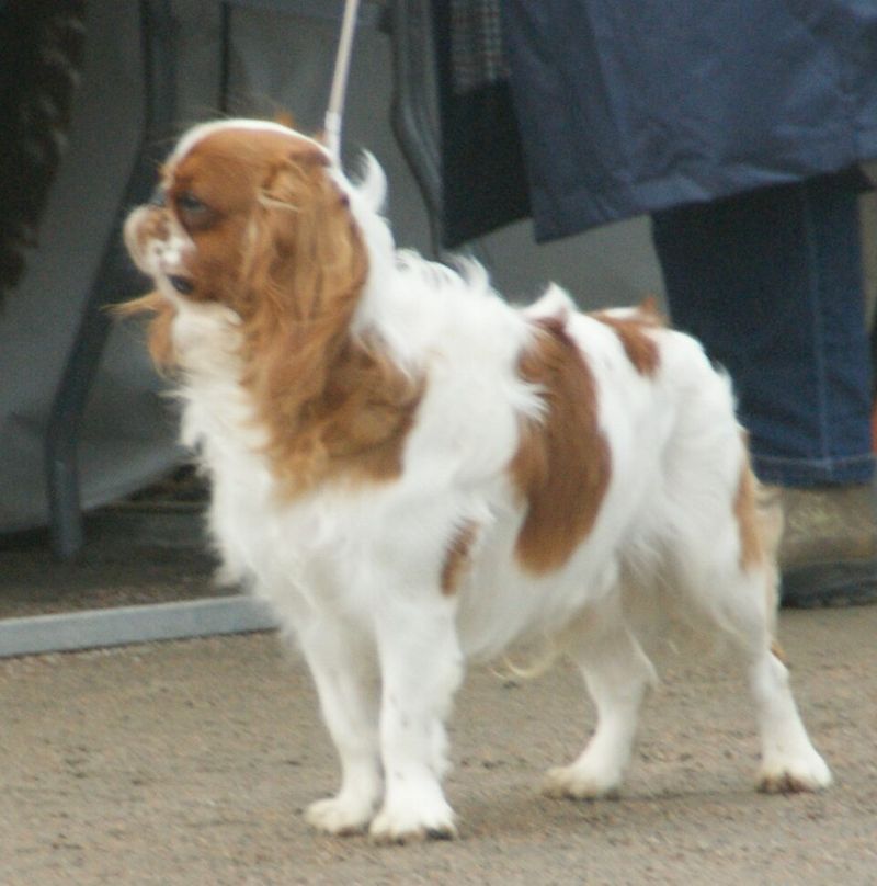 King Charles Spaniel