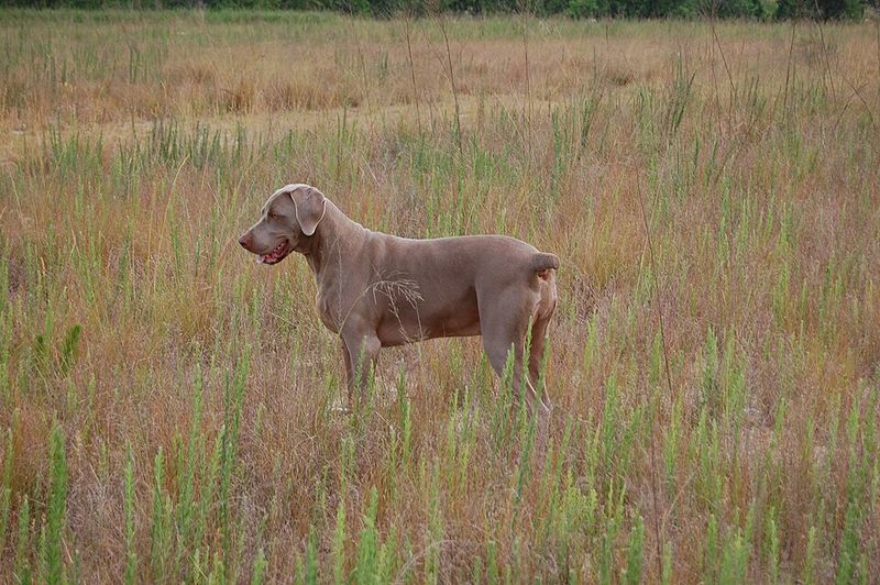 Weimaraner