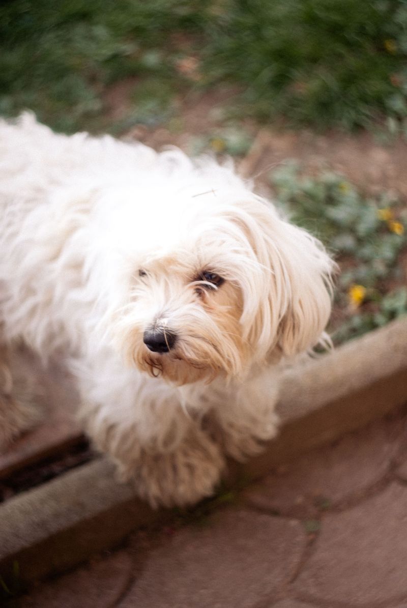 Short on space? These dog breeds may fit your home better than expected 11 Maltese