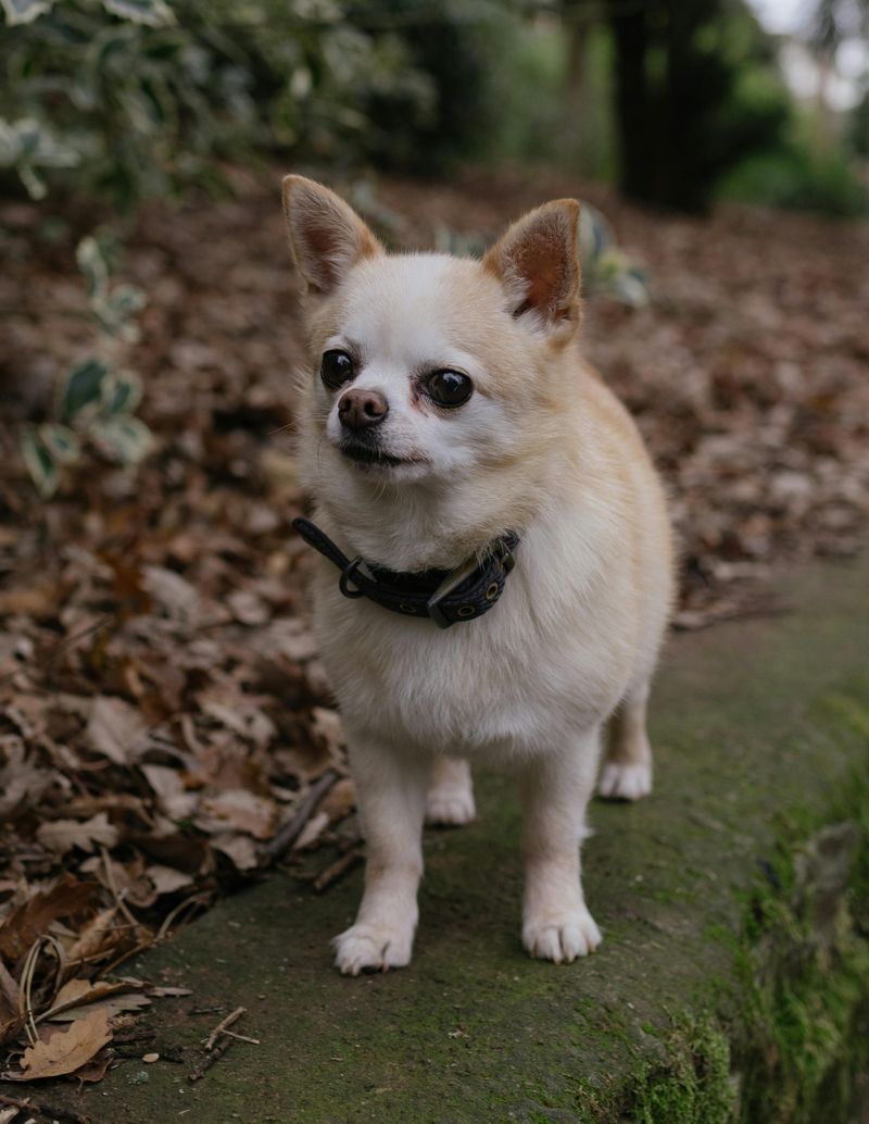 21 Interesting Facts About the Chihuahua - Small in Size, Big in Personality 2 Smallest Dog Breed
