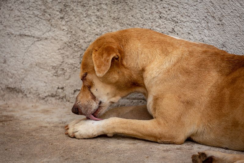 Your dog could be hiding pain - 13 signs you should never ignore 11 Excessive licking of one area