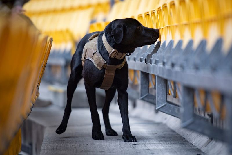 Use a Tracking App if Your Dog Wears a GPS Collar