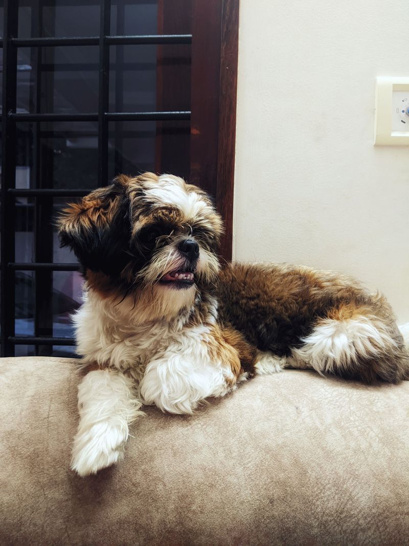 Don't confuse low energy with low intelligence - These 11 relaxed breeds can be surprisingly sharp 6 Shih Tzu
