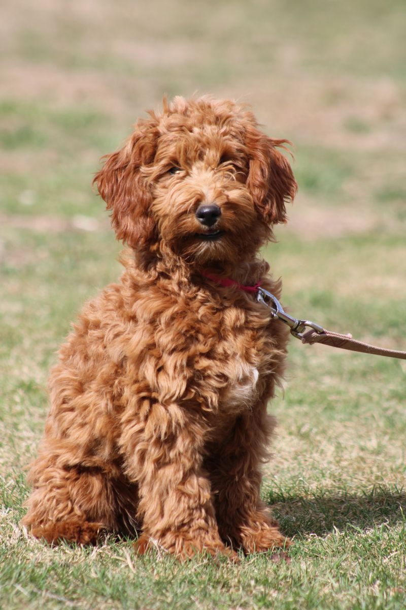 Goldendoodle