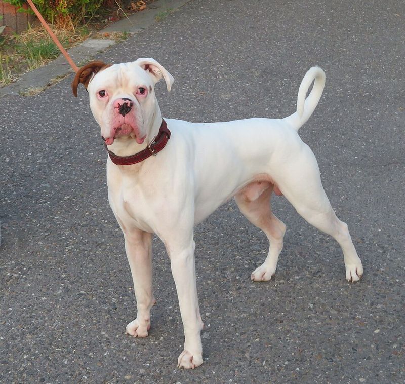 Living with these dog breeds can become more rewarding with every stage of life 2 Boxer