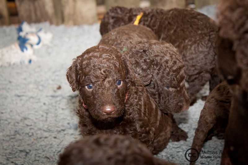 Curly-Coated Retriever