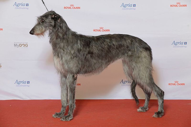 Some Dogs Maintain Emotional Distance Without Losing Connection - 14 Breeds That Do 15 Scottish Deerhound