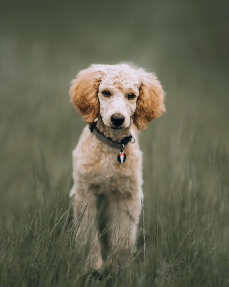 New surroundings rarely stop these adaptable dog breeds from finding their footing 4 Standard Poodle