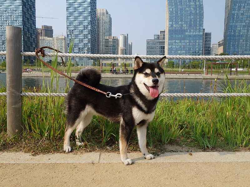Shiba Inu