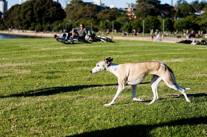 Some dog breeds don't fill the room with excitement - they fill it with reassurance 6 Whippet