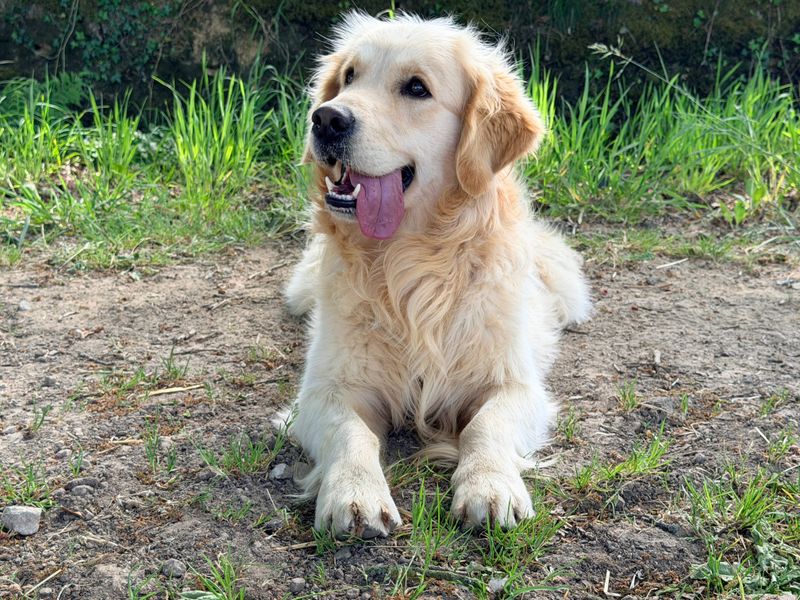The conversation is changing around these 13 dog breeds - and these 2 are at the center of it 14 Golden Retriever