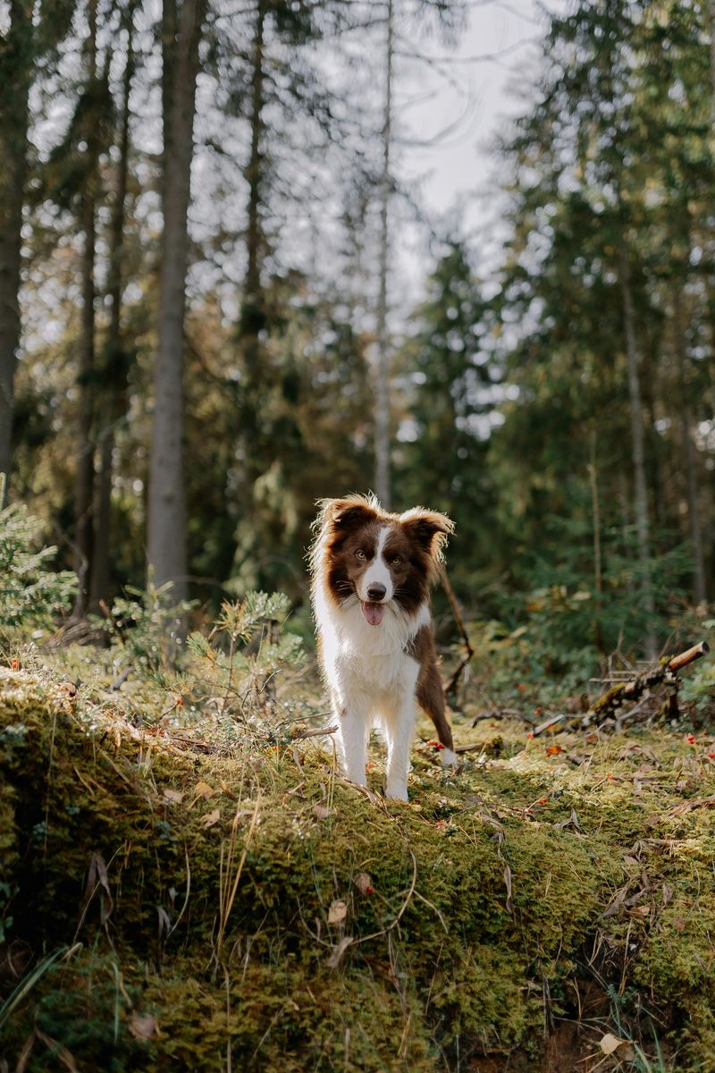 10 dog breeds that first-time owners often underestimate 4 Border Collie