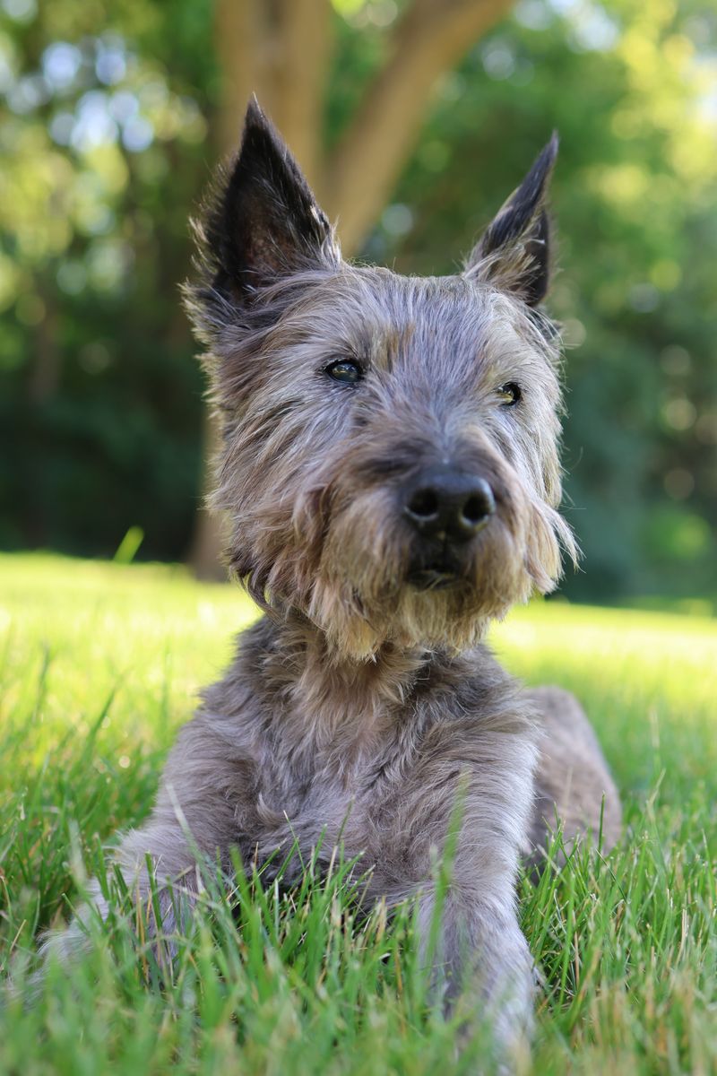 Cairn Terrier