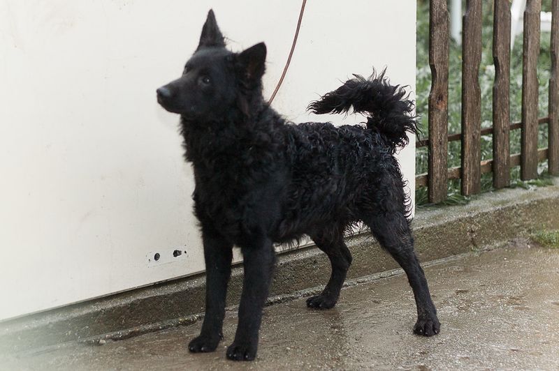 15 Ultra-Rare Dog Breeds You’ll Almost Never Spot in Everyday Life 12 Mudi