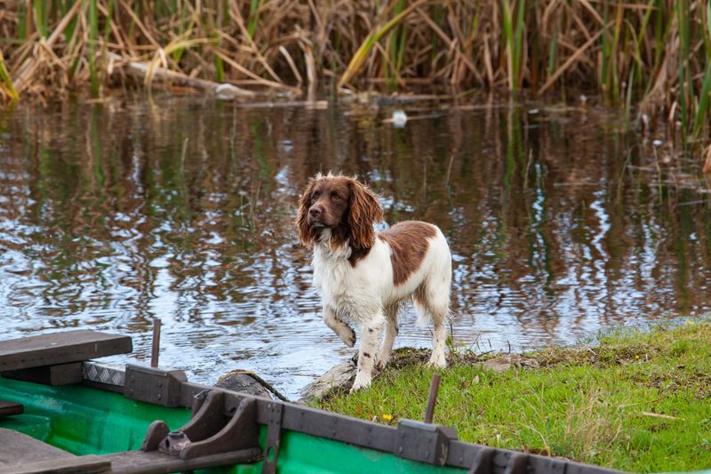 Some dog breeds leave owners so satisfied they'd happily choose them all over again 7 English Springer Spaniel