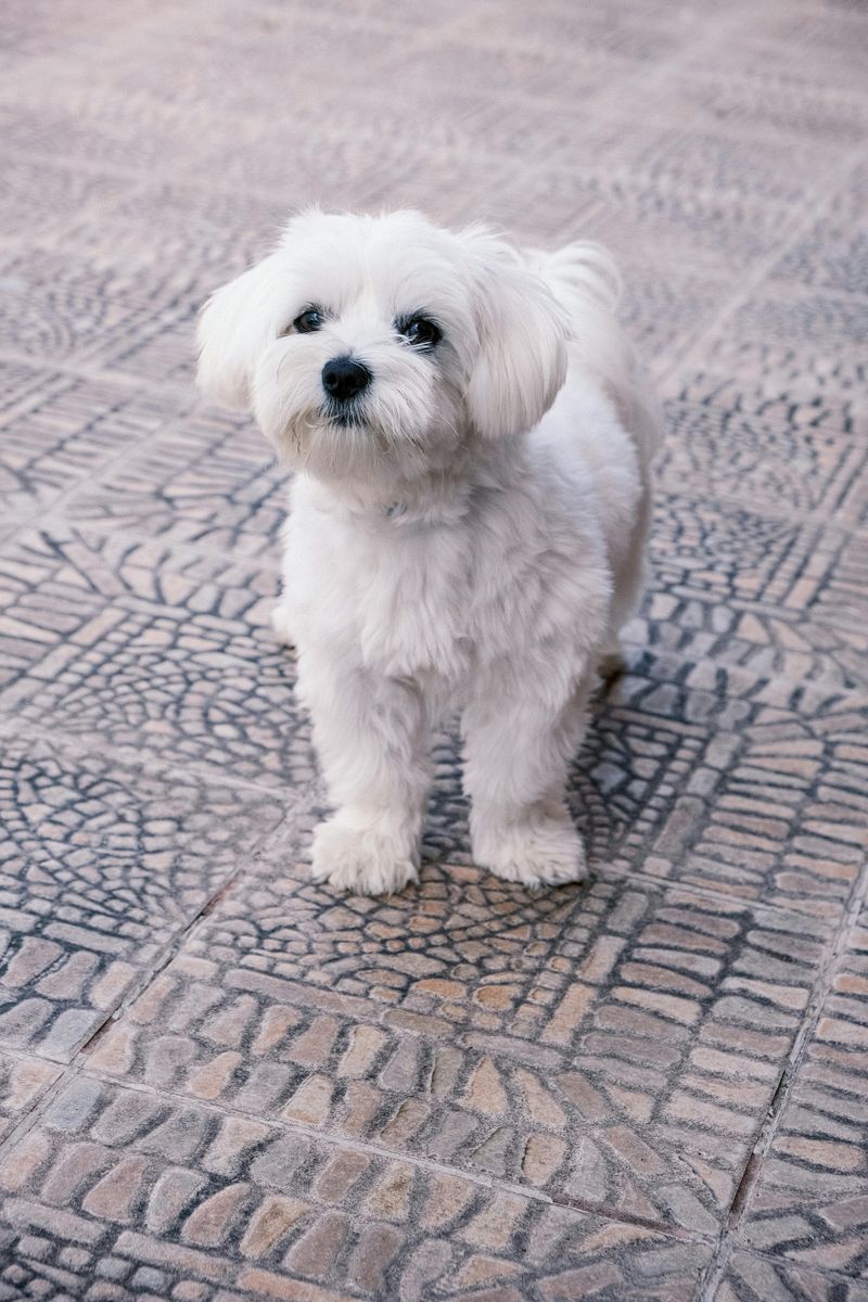 Maltese
