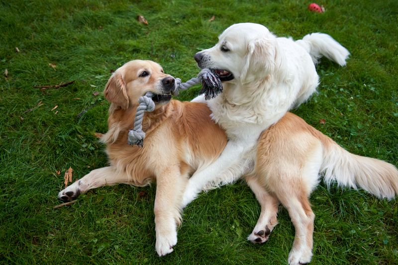 Busy family life can suit these 10 dog breeds remarkably well when socialization and boundaries are done right 11 Golden Retriever