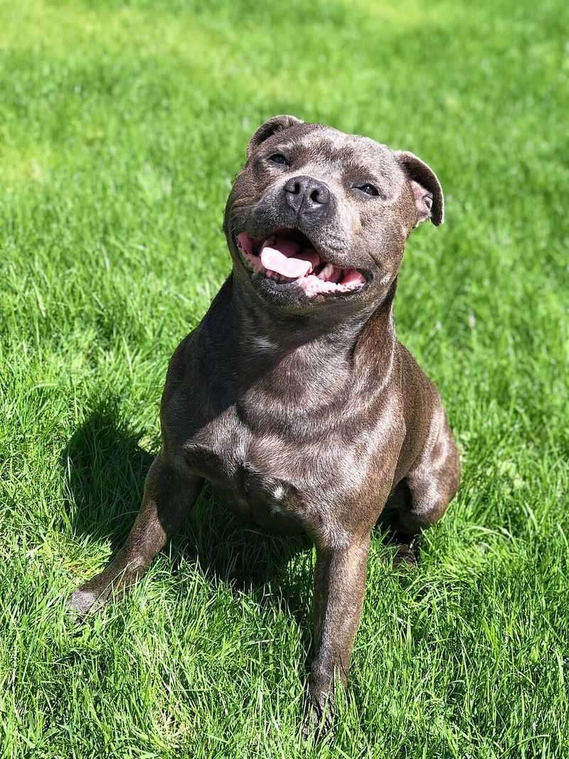 11 Dog Breeds Known for Their Truly Impressive Muscular Builds 4 Staffordshire Bull Terrier