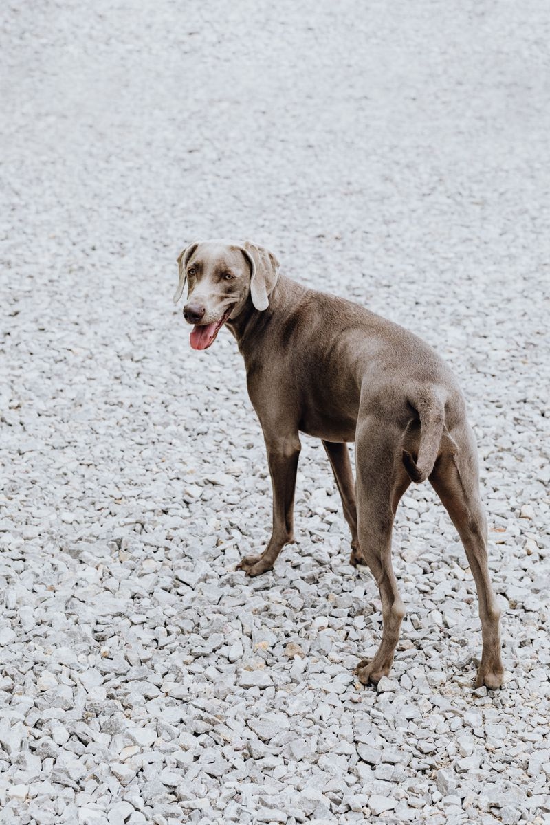 Weimaraner: The Velcro Gray Ghost
