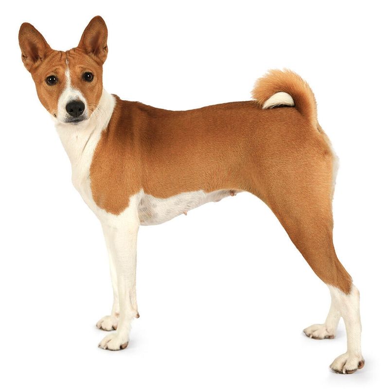 24 Distinctive Dog Breeds You Don’t See Every Day 16 Basenji