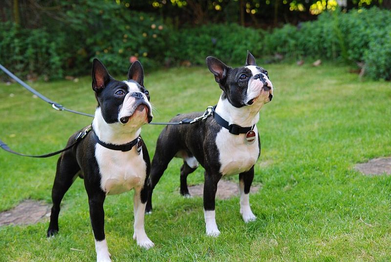 14 dog breeds that could be exactly what your family needs - even if you've never considered them before 10 Boston Terrier