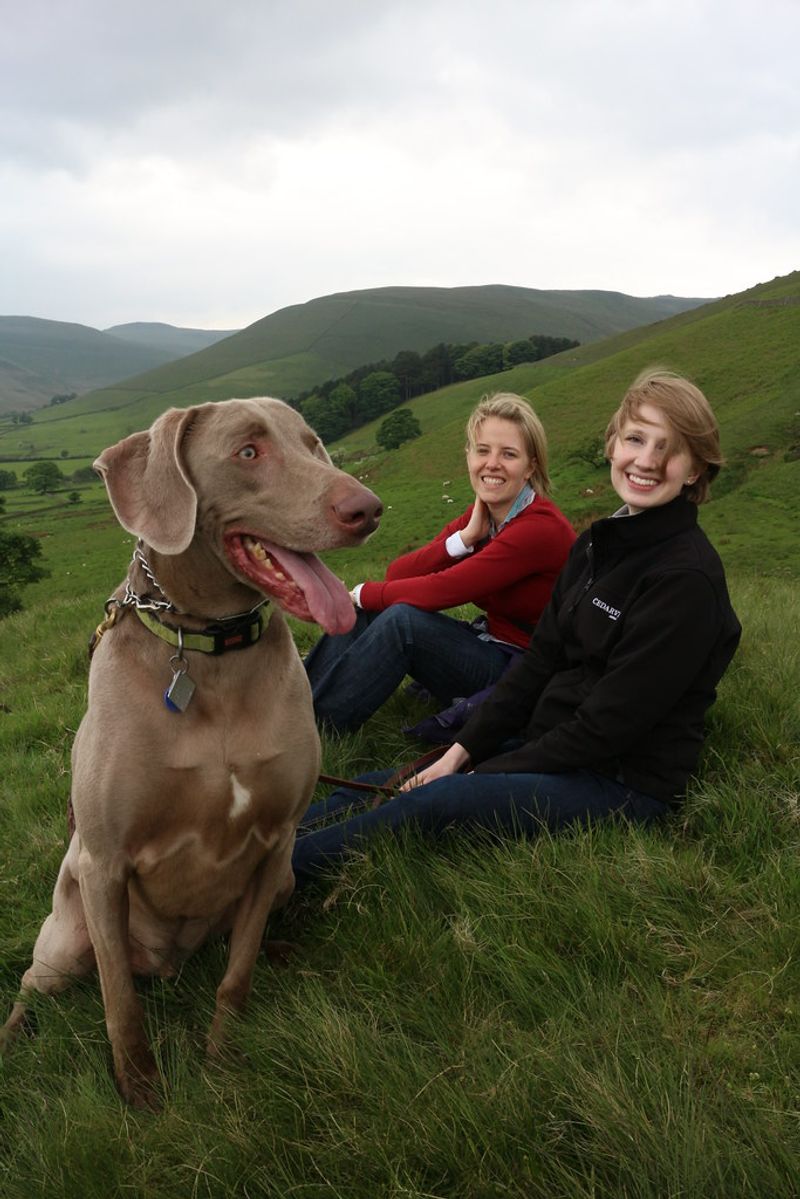 25 Energetic Dog Breeds That Love Hiking and Outdoor Adventures 9 Weimaraner