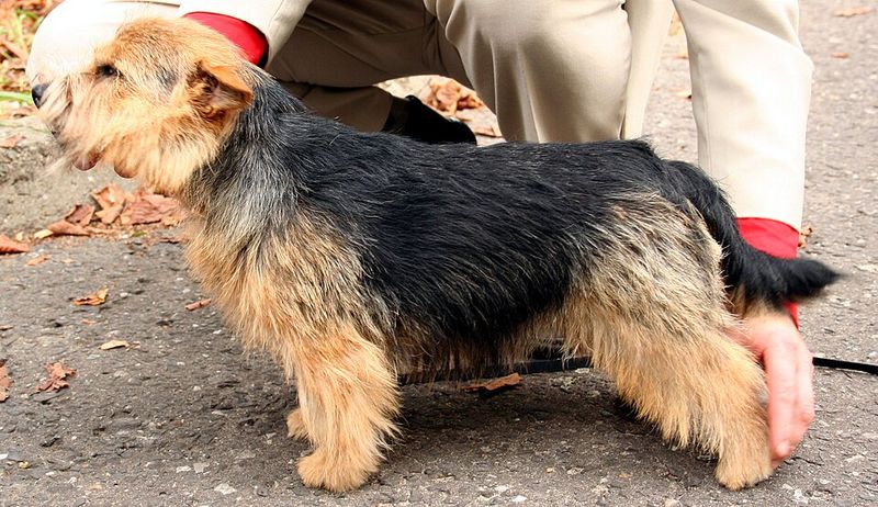 Norwich Terrier