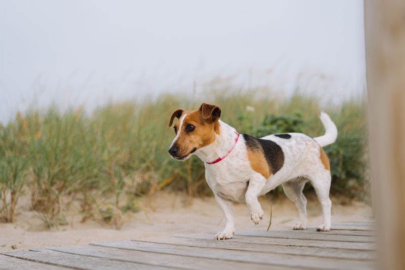 12 dogs that become far easier to live with once routines are respected and maintained 11 Jack Russell Terrier