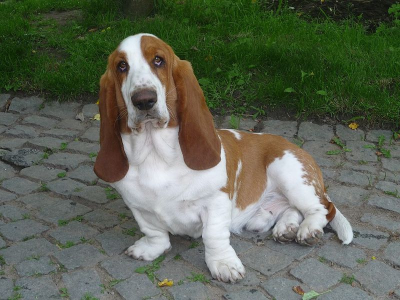 The next dog trend may actually come from the past - These forgotten favorites are ready for another turn 8 Basset Hound