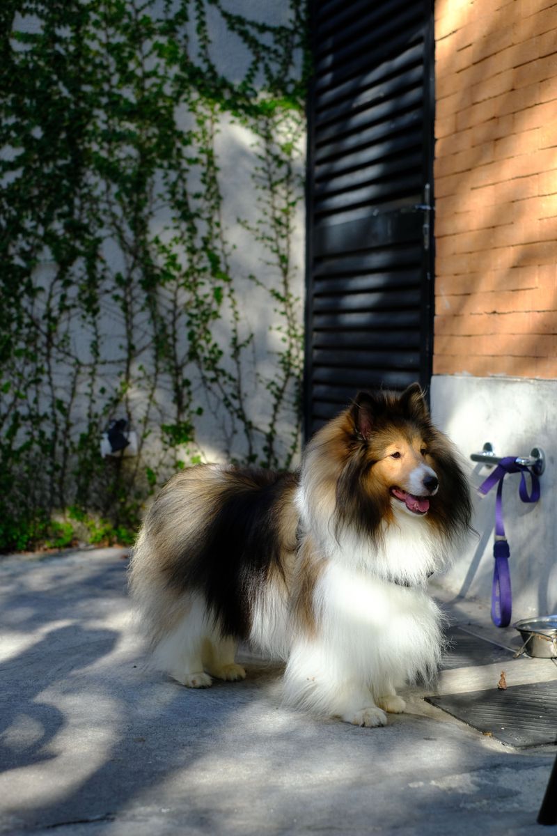 13 dog breeds that quietly respond when something feels wrong - plus 3 incredibly observant companions 10 Shetland Sheepdog