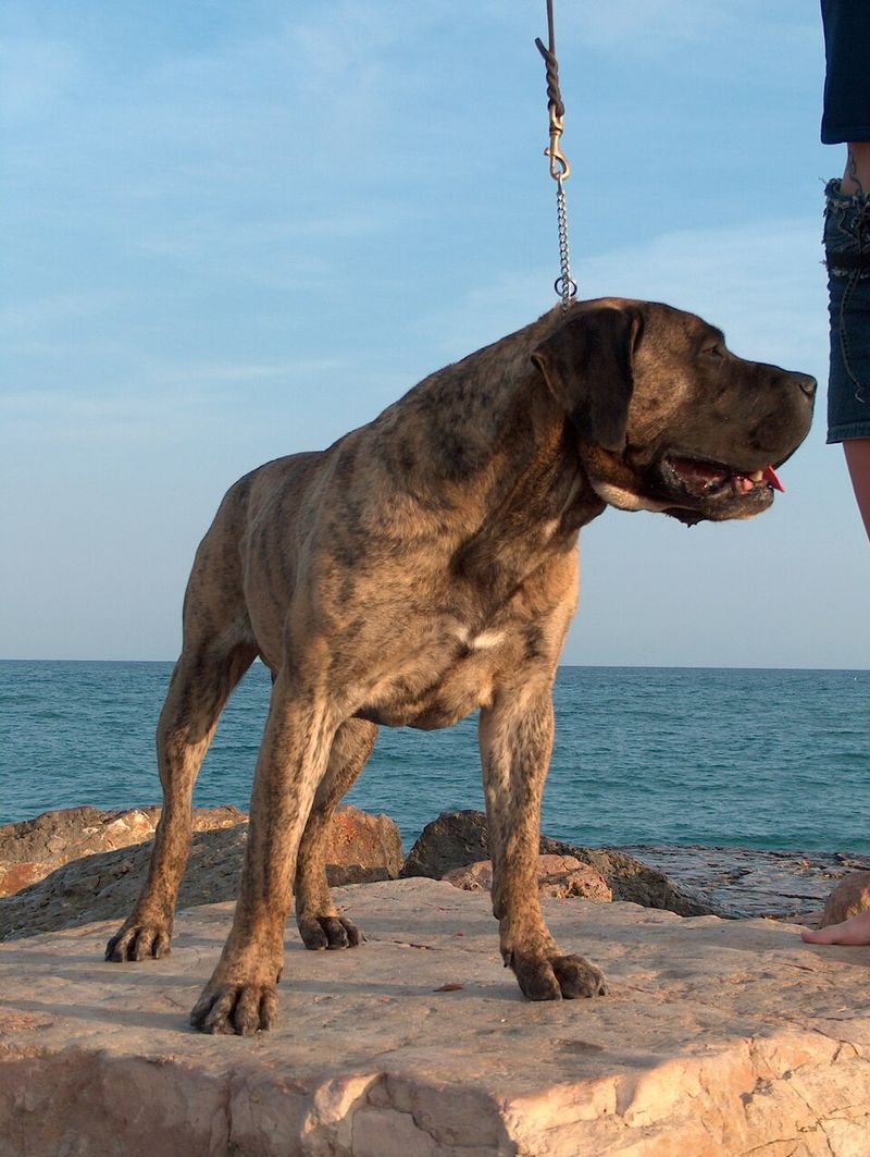 Presa Canario