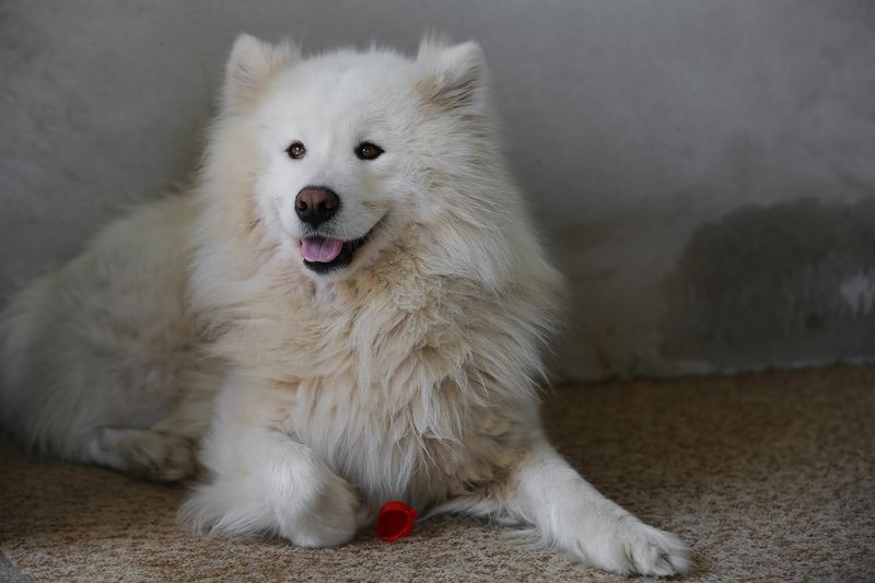 16 Heavy-Shedding Dog Breeds That Shed a Lot (and 10 That Shed Very Little) 13 Samoyed