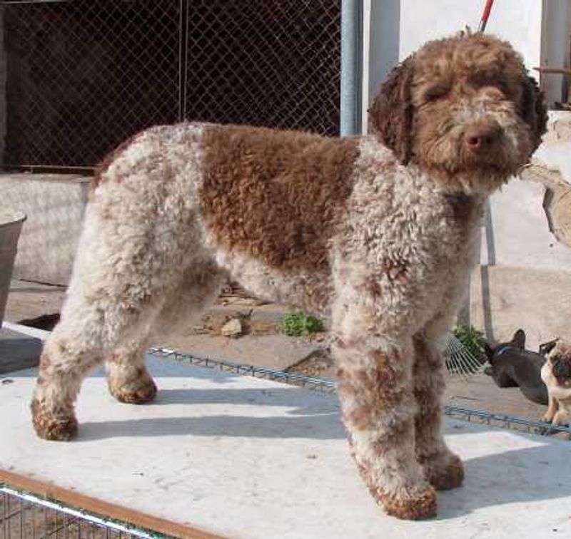 Remember when today's favorite breed wasn't everywhere? These dogs could be next in line for the spotlight 12 Lagotto Romagnolo