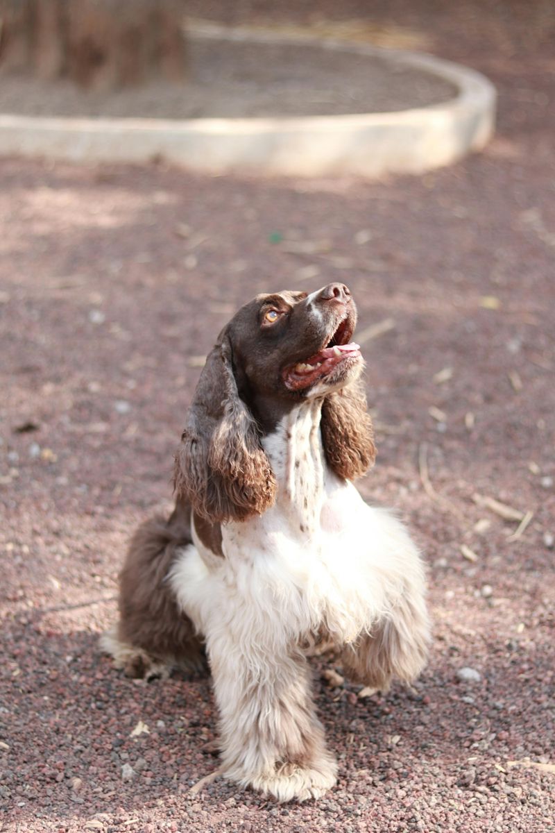 English Springer Spaniel