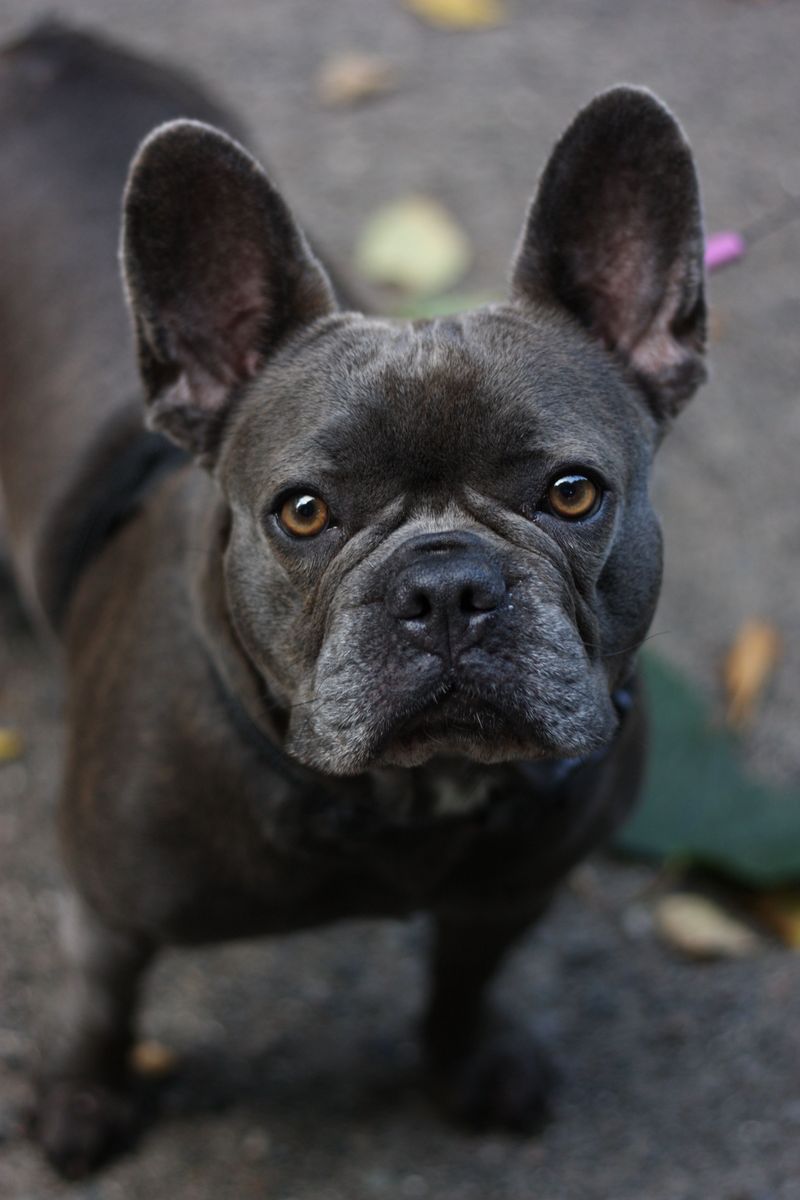 13 unforgettable dog breeds that refuse to fit the usual stereotypes 2 French Bulldog