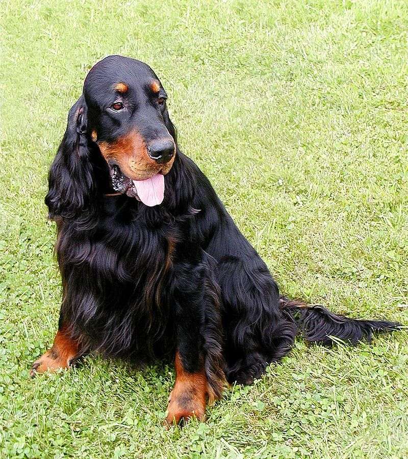 Gordon Setter