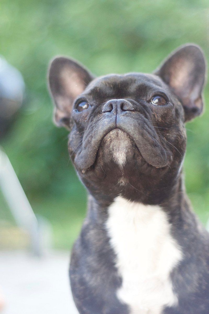 French Bulldog