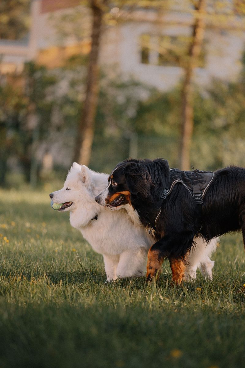 Bernese Mountain Dog