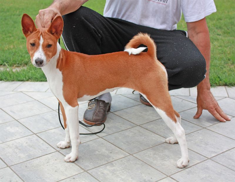 Basenji