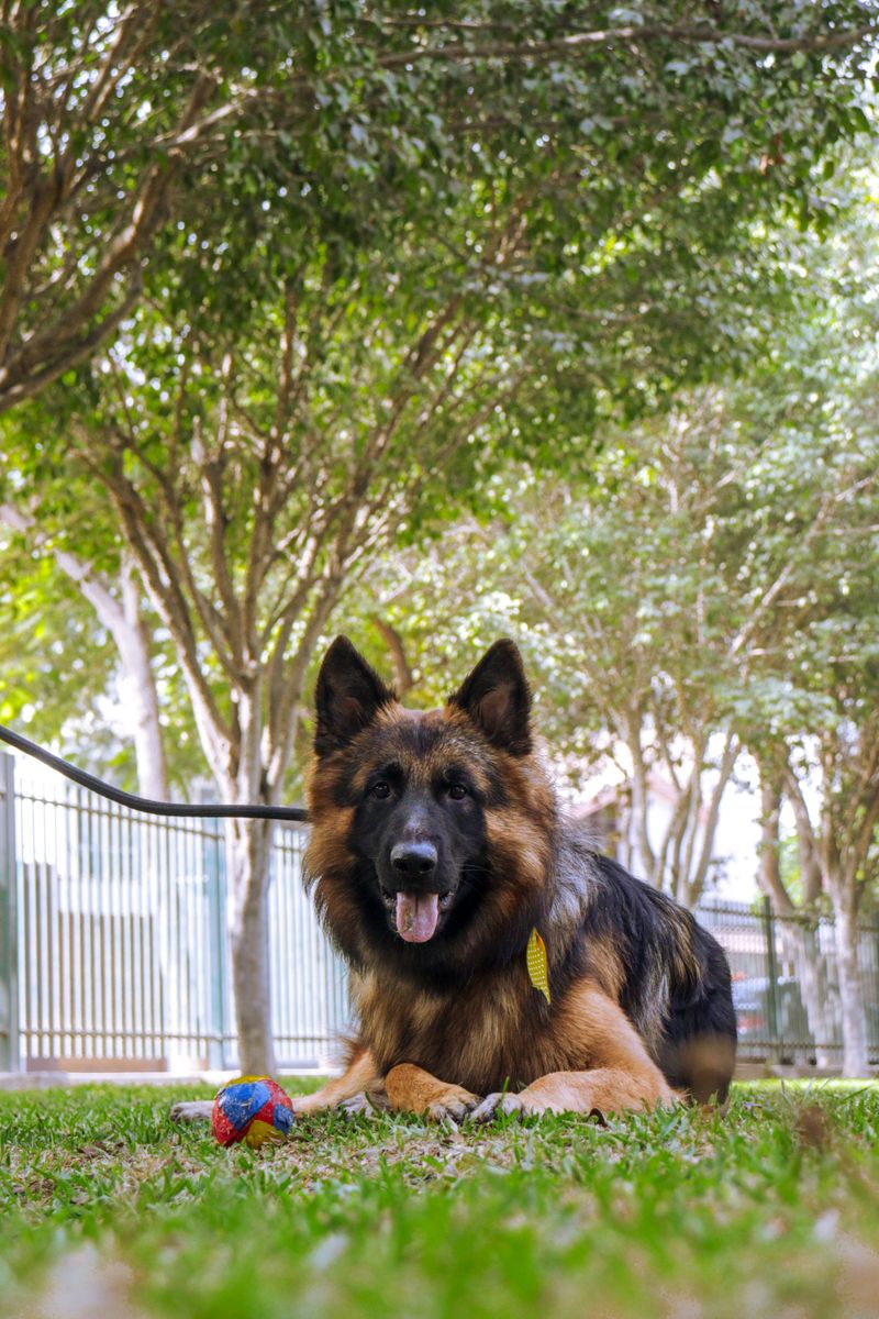 A structured lifestyle suits these 11 dependable dog breeds surprisingly well 2 German Shepherd