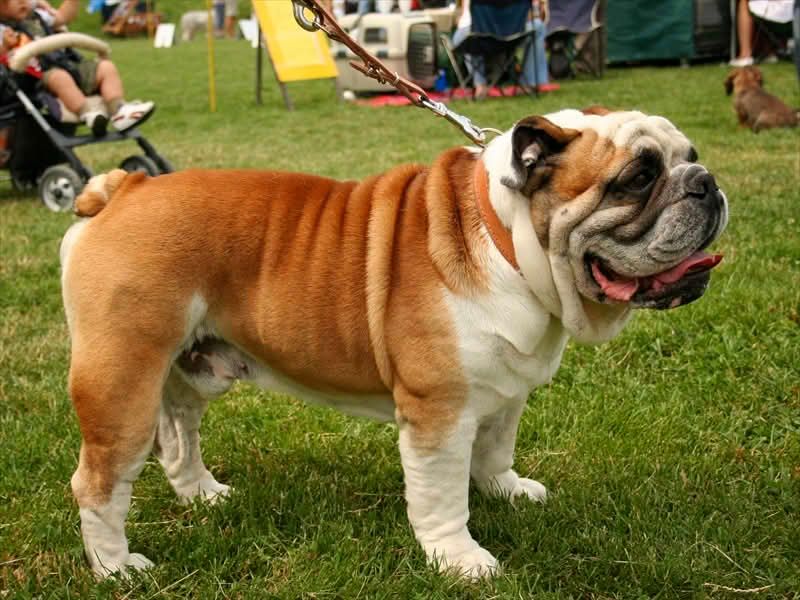 10 wonderfully calm dog breeds that make home life feel easier every day 10 English Bulldog